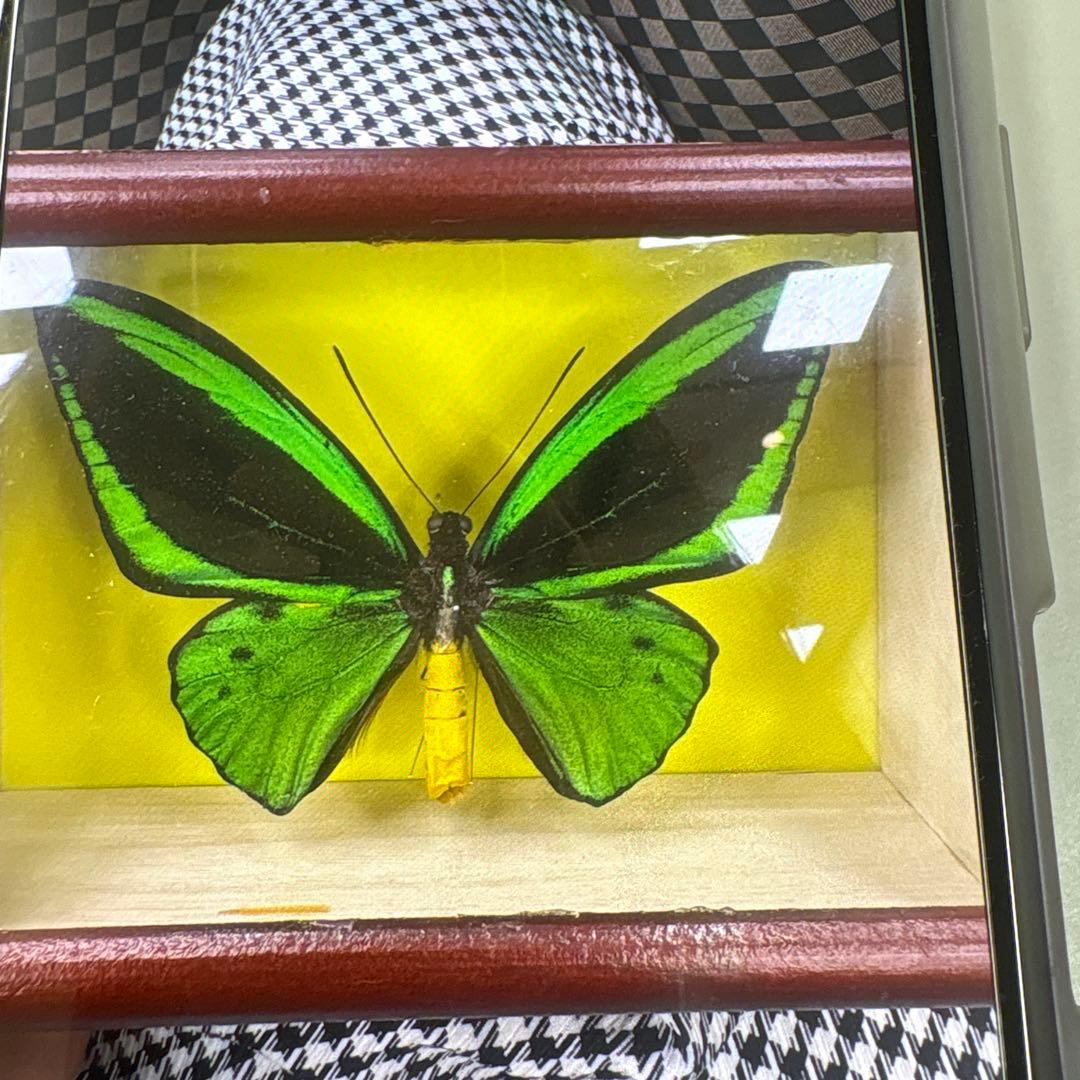 エメラルドアゲハ