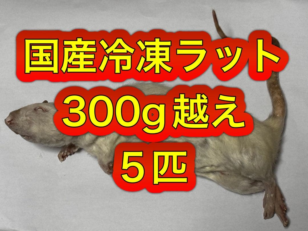 国産冷凍ラットB級品 300〜350g 5匹＋アルファ