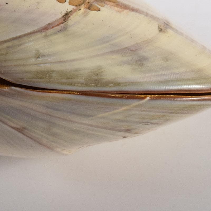 茶道具　中村湖舟作　淡々斎好　海松蒔絵　蛤香合　共布共箱　V　7927