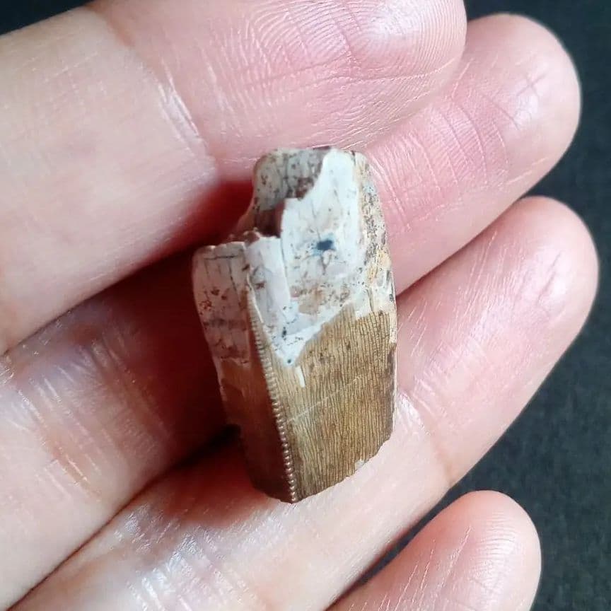 恐竜　化石　骨格　標本　アメリカ獣脚類　ティラノサウルス類　26mm