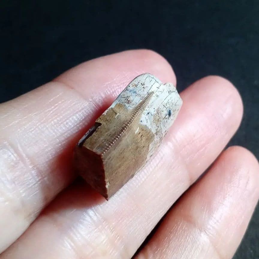 恐竜　化石　骨格　標本　アメリカ獣脚類　ティラノサウルス類　26mm