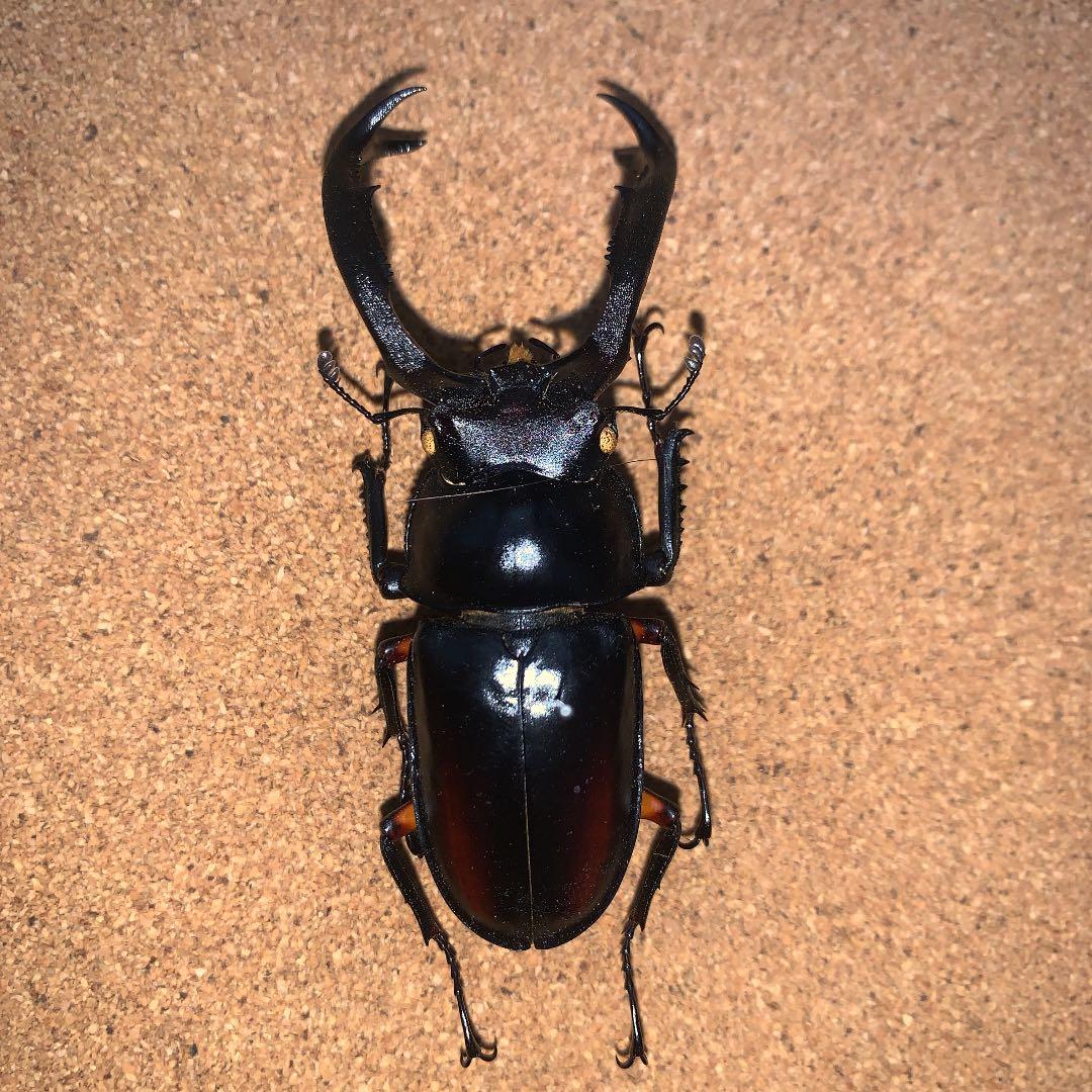 R.ディデエールシカクワガタ　野外品　雄73ミリ