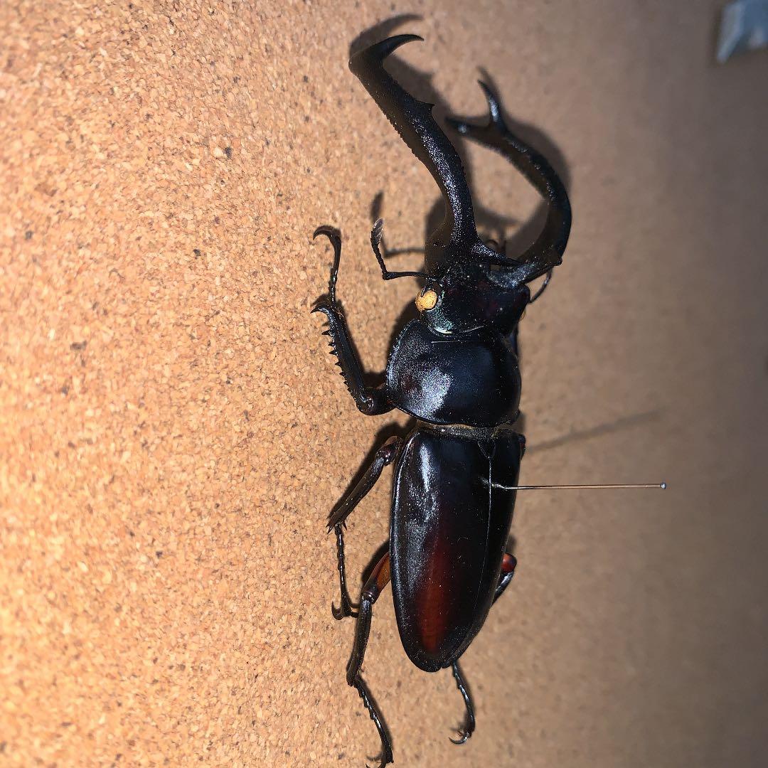 R.ディデエールシカクワガタ　野外品　雄73ミリ