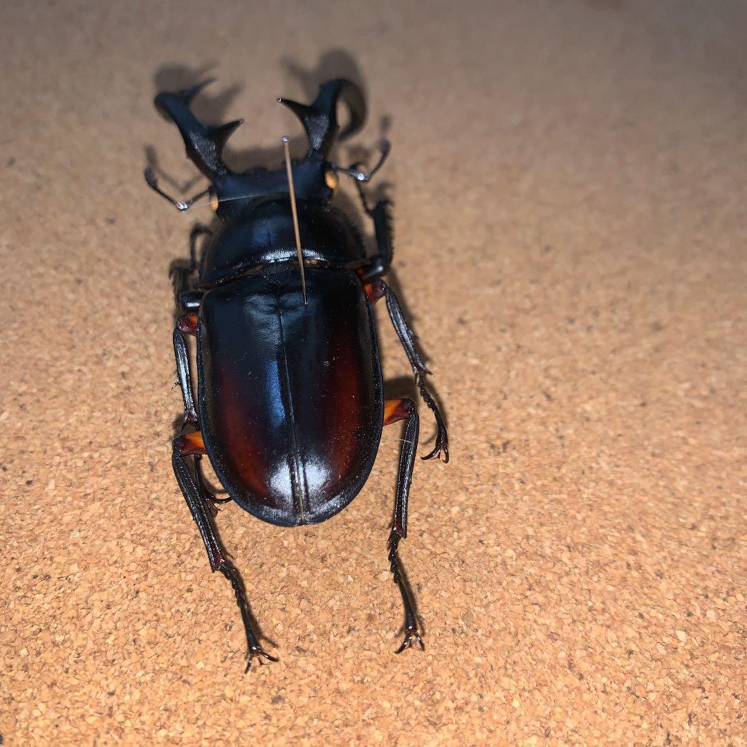 R.ディデエールシカクワガタ　野外品　雄73ミリ