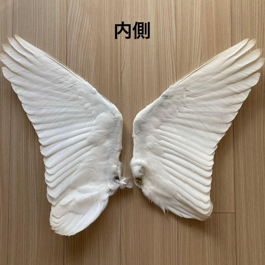 ダイサギの翼標本と尾標本