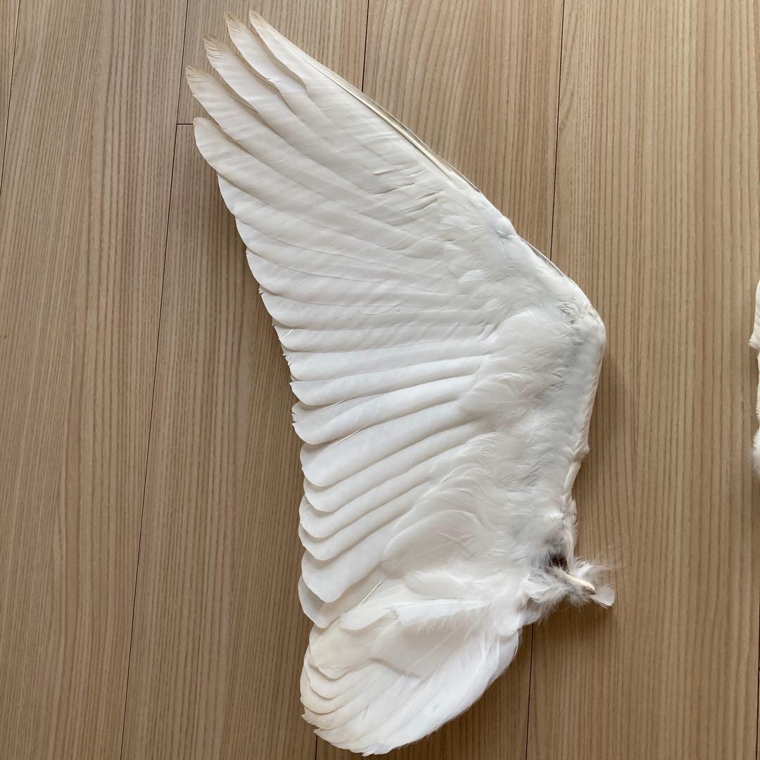 ダイサギの翼標本と尾標本