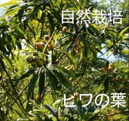 生葉/乾燥葉 ★セミオーダーページ★ ウサギ ハムスター リクガメ さん他