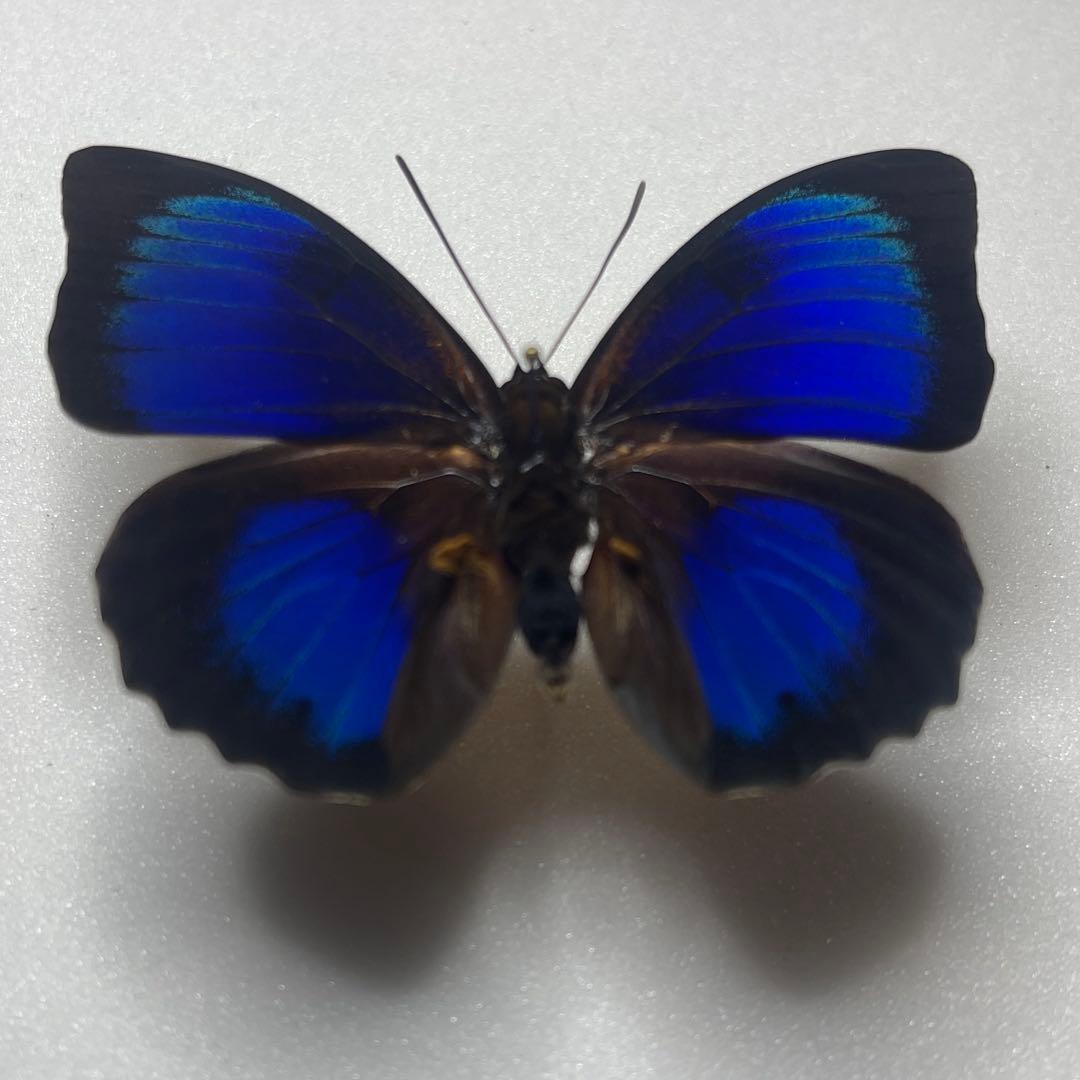 Agrias Prepona Hybridオス