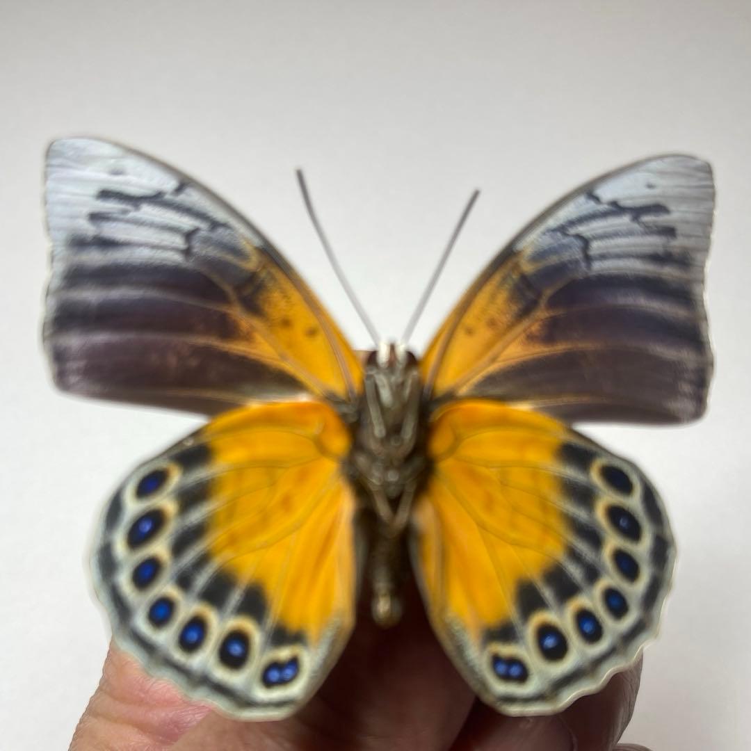 Agrias Prepona Hybridオス