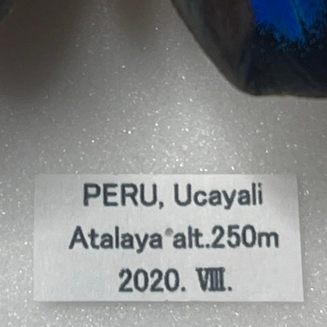 Agrias Prepona Hybridオス