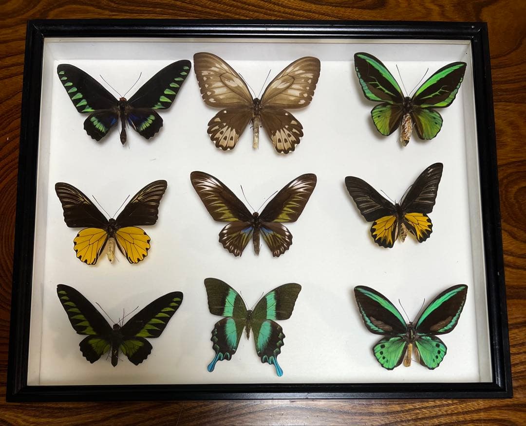 希少蝶の標本 ドイツ木製フレーム付き箱現状品のみ50x42x6cm