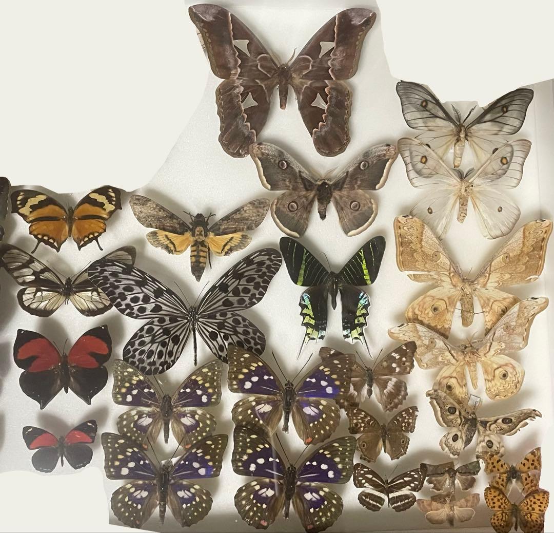 蝶 蛾 標本 イザベラミズアオ　♂ 希少種 ①