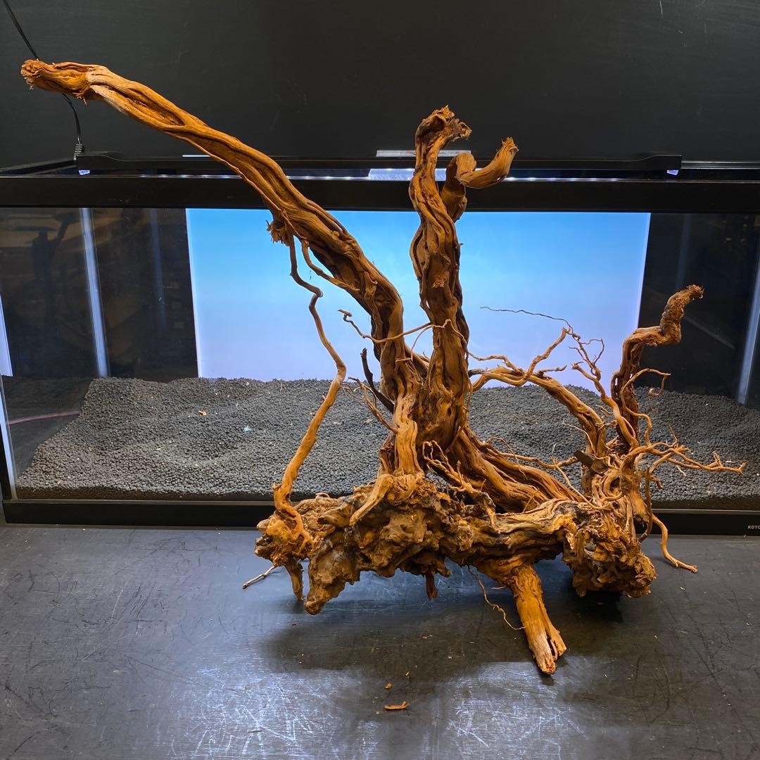 MTW-6356 蔦流木1点物　90cm水槽用流木　アクアリウム