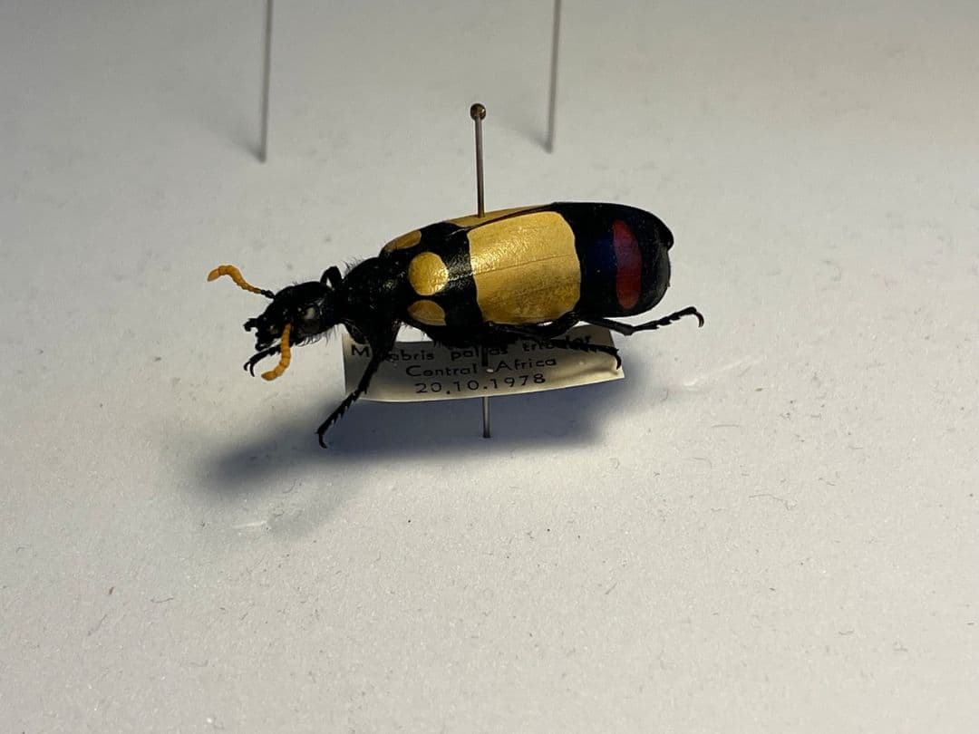 【36mm】ツチハンミョウ 中央アフリカ産 オサムシマイマイカブリ 昆虫標本