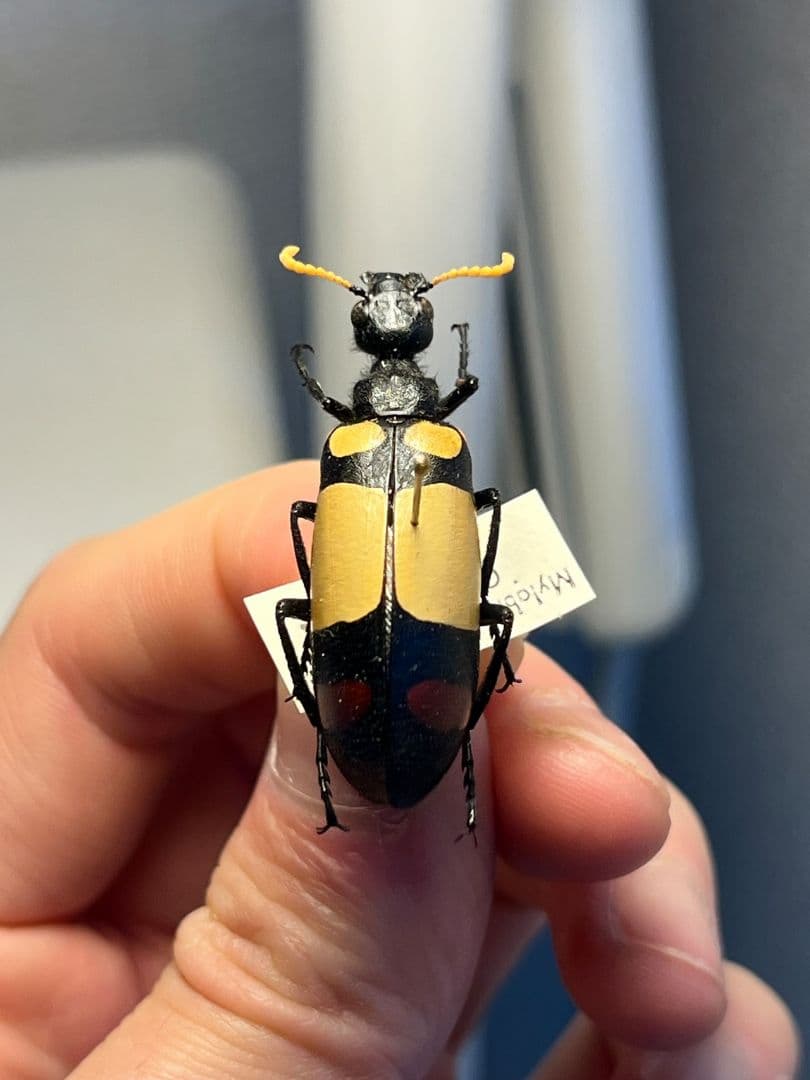 【36mm】ツチハンミョウ 中央アフリカ産 オサムシマイマイカブリ 昆虫標本