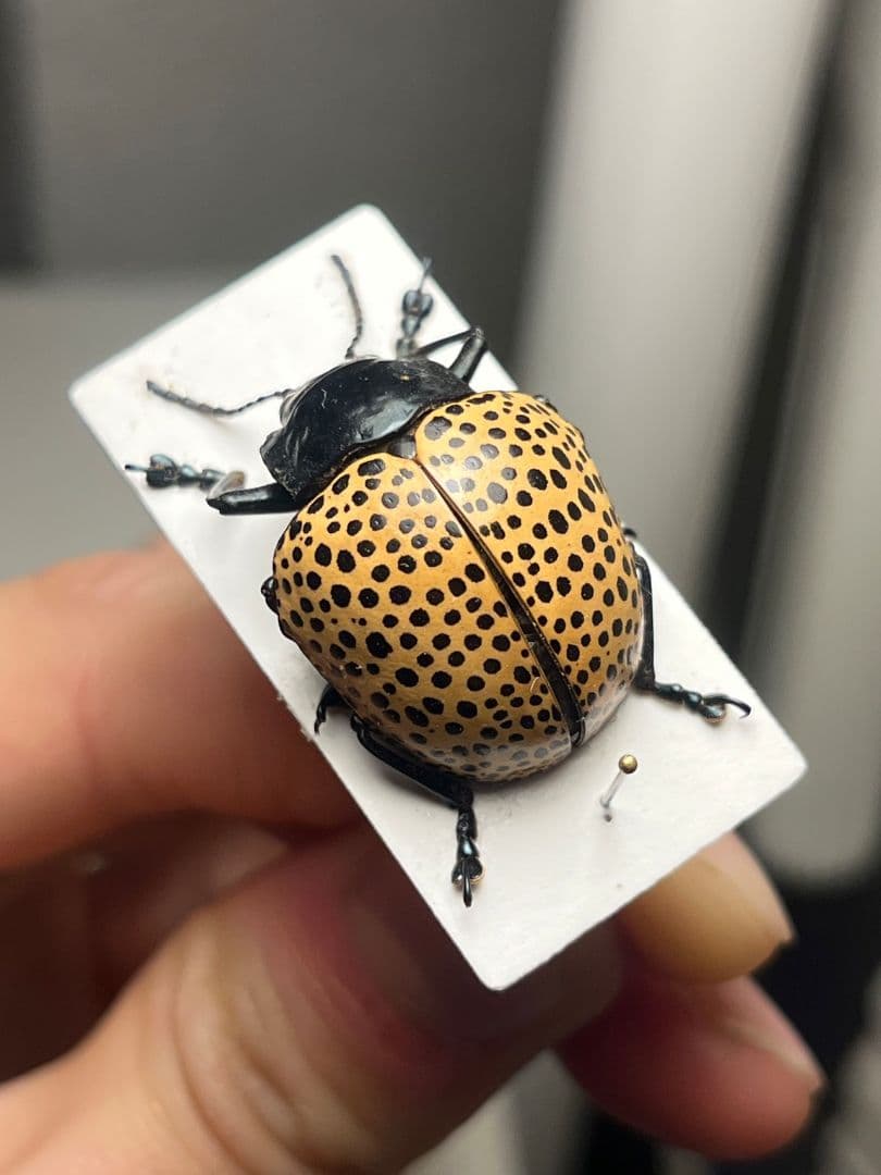 【真作】ミズタマズングリハムシ 草間彌生 作品 昆虫標本 キノコムシ ハムシ