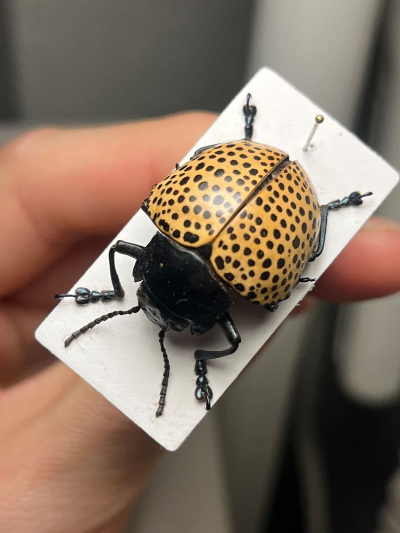 【真作】ミズタマズングリハムシ 草間彌生 作品 昆虫標本 キノコムシ ハムシ