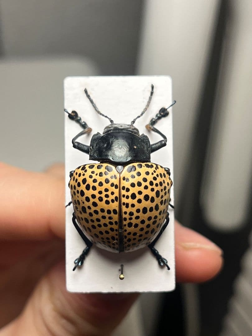 【真作】ミズタマズングリハムシ 草間彌生 作品 昆虫標本 キノコムシ ハムシ