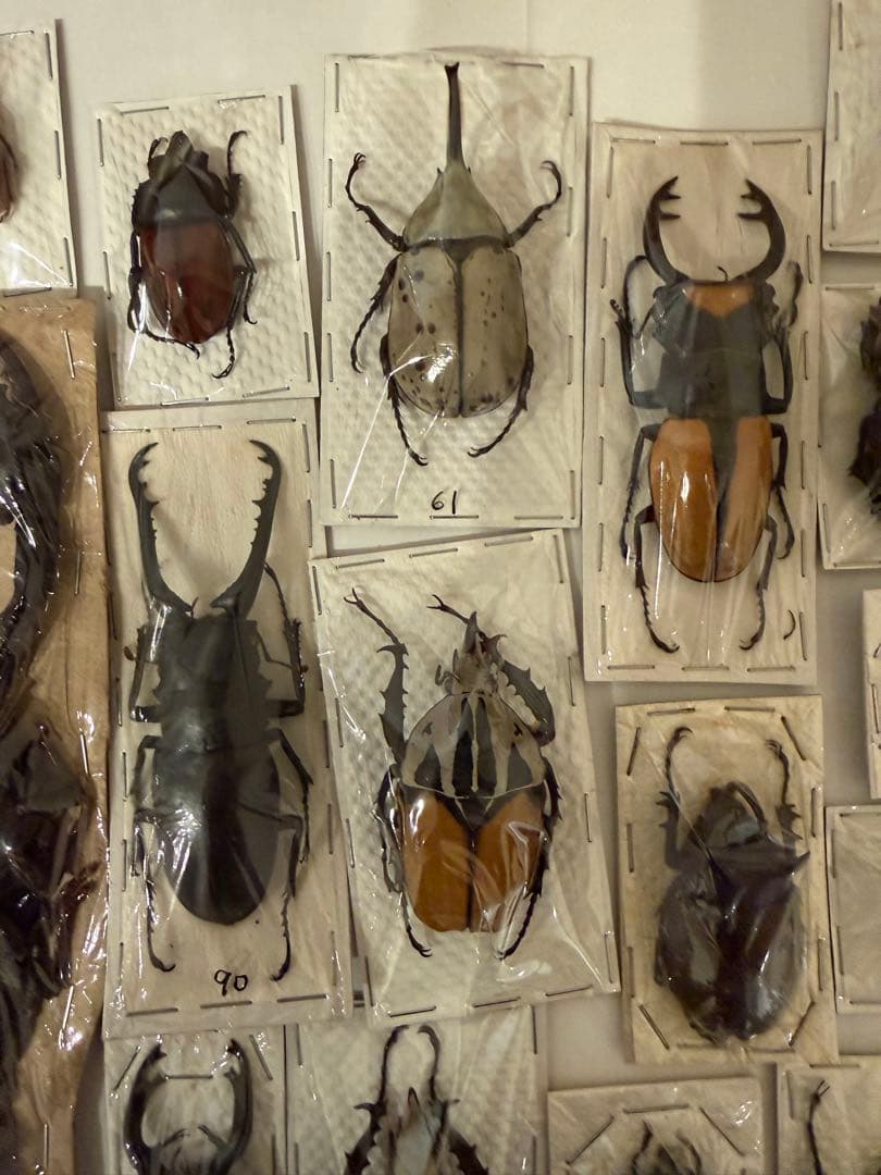 標本　カブトムシ　サソリ　オーべチュール　　糞虫など