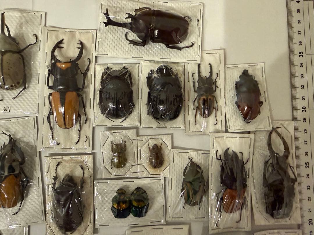 標本　カブトムシ　サソリ　オーべチュール　　糞虫など