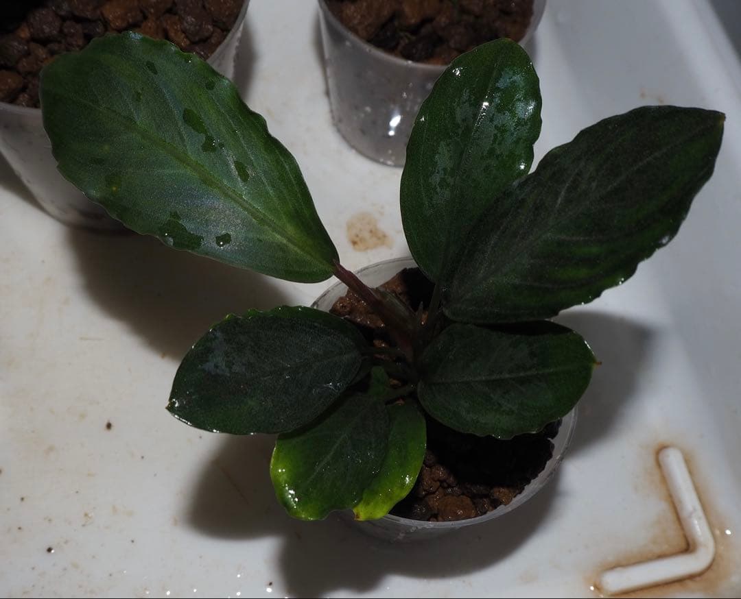 水草 Bucephalandra sp.Pearl gray TB