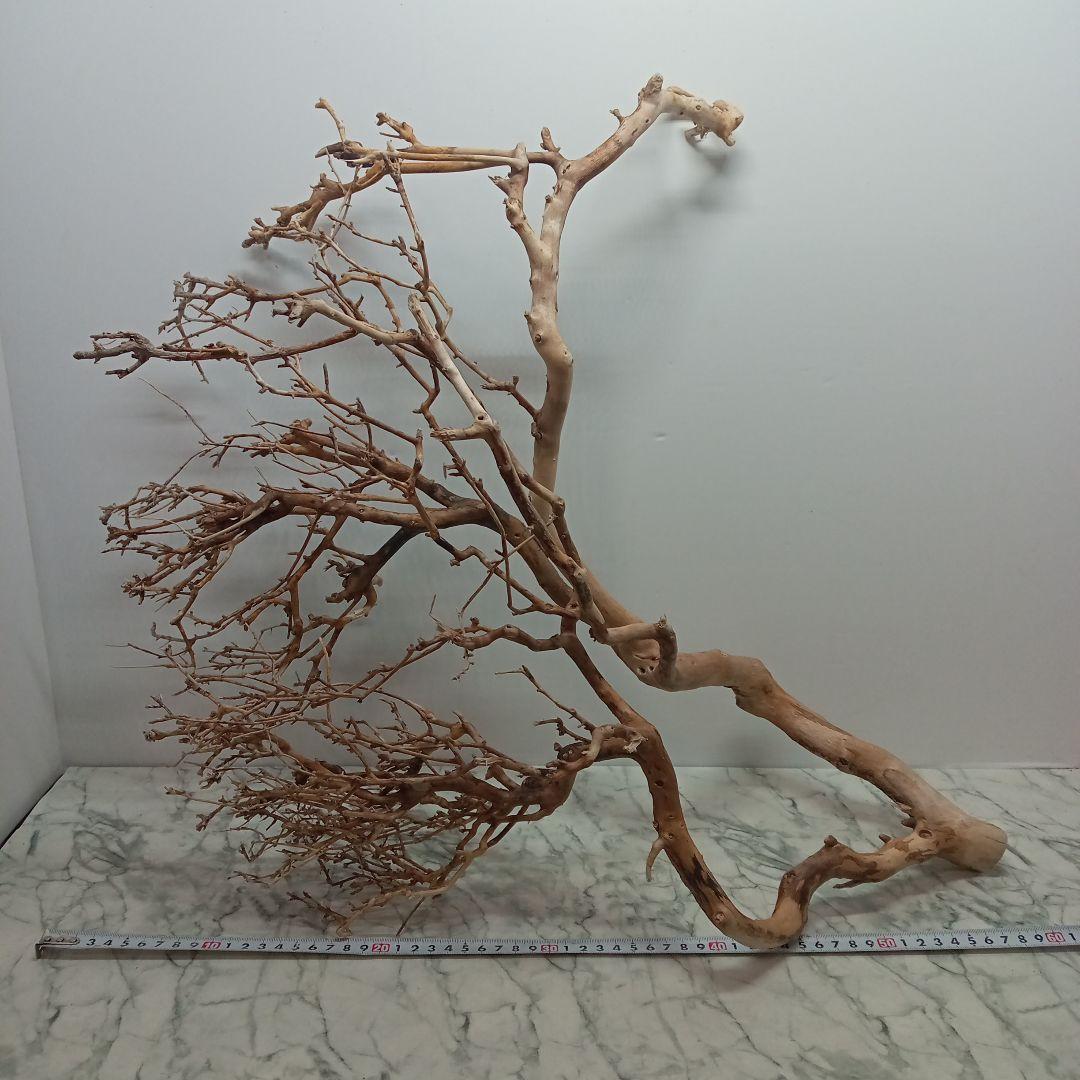 アク抜き済み流木【330】