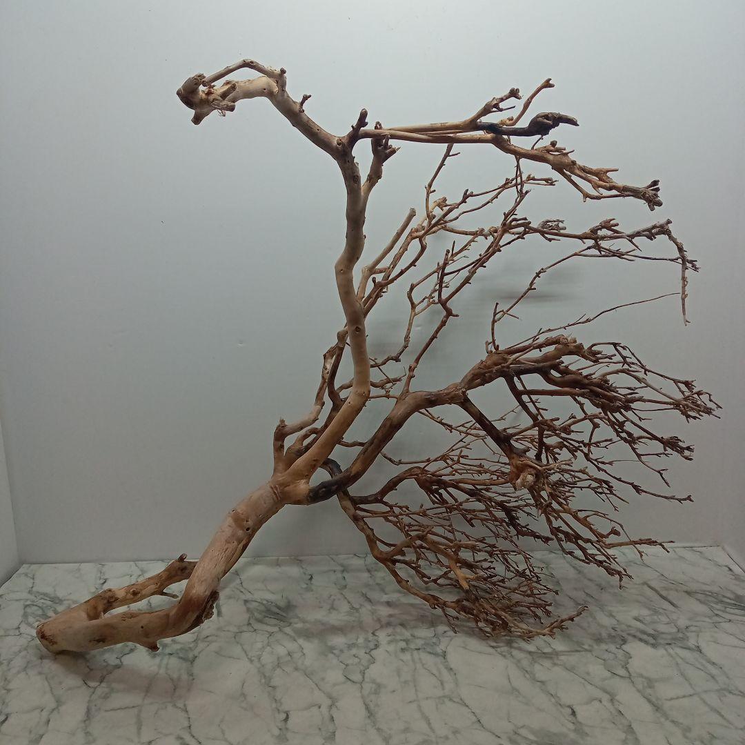 アク抜き済み流木【330】