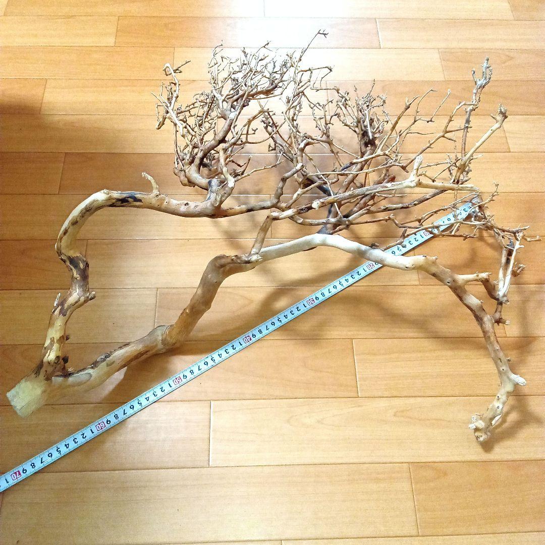 アク抜き済み流木【330】