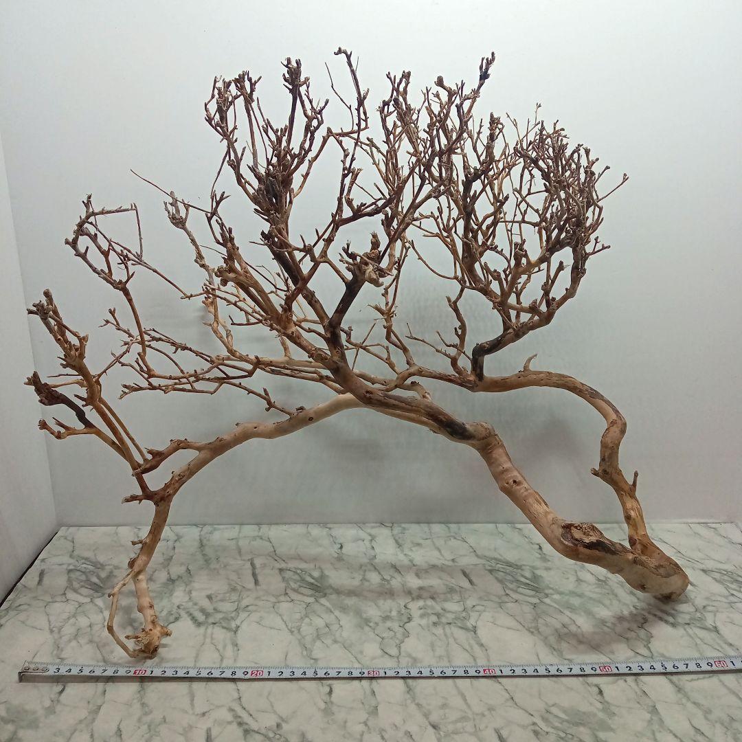 アク抜き済み流木【330】