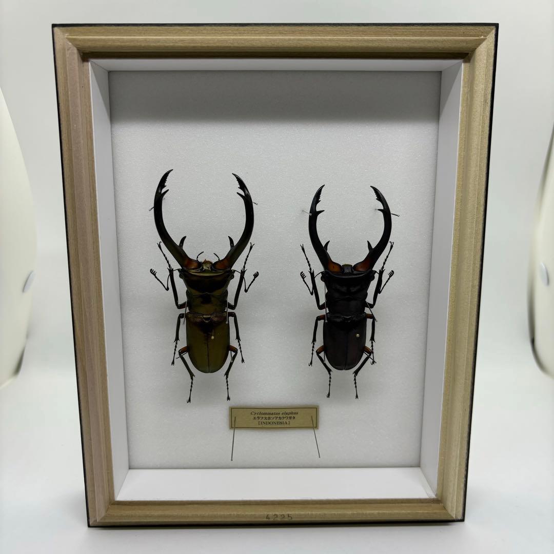 標本 エラフスホソタカクワガタ ドイツ箱
