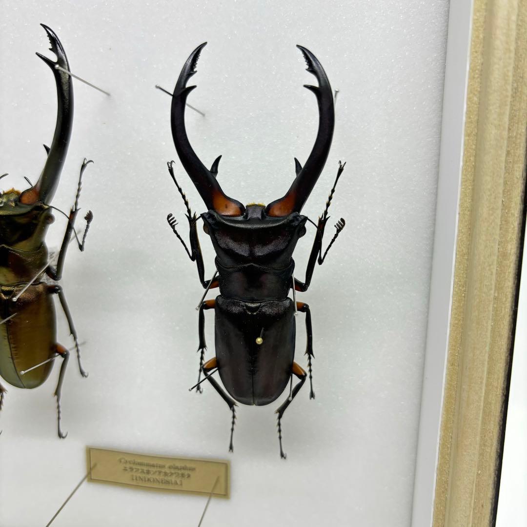 標本 エラフスホソタカクワガタ ドイツ箱