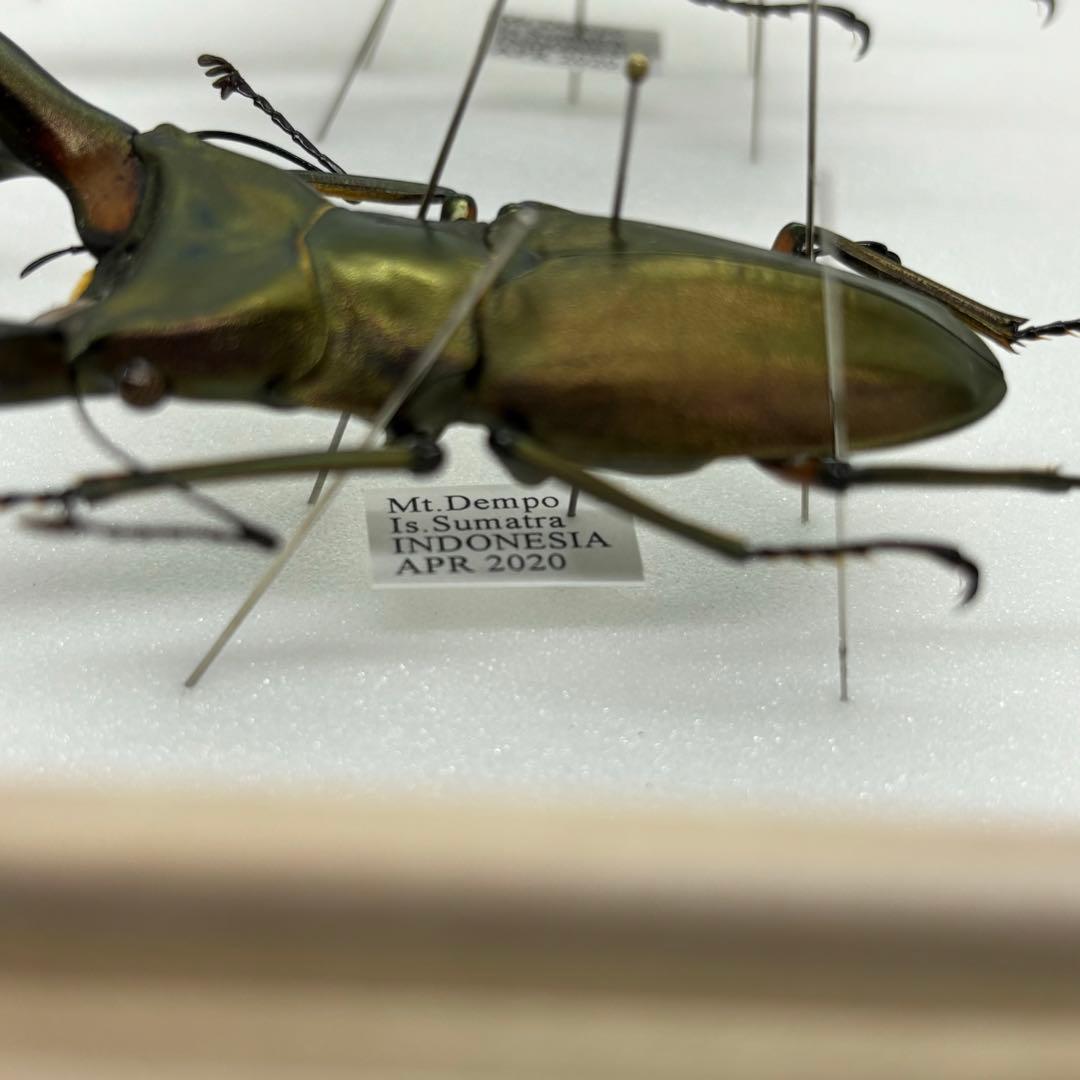 標本 エラフスホソタカクワガタ ドイツ箱