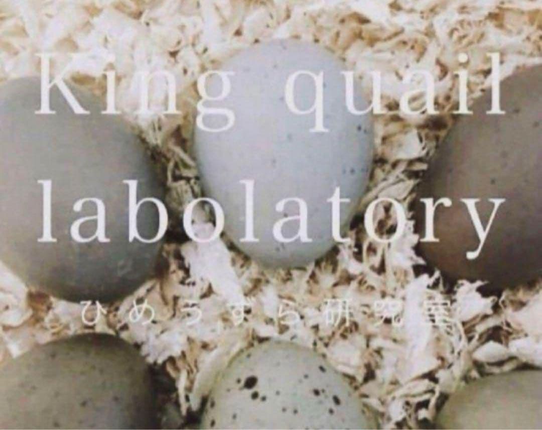 ひめうずら研究室 成鳥用配合飼料 4kg 鳥 餌 ヒメウズラ