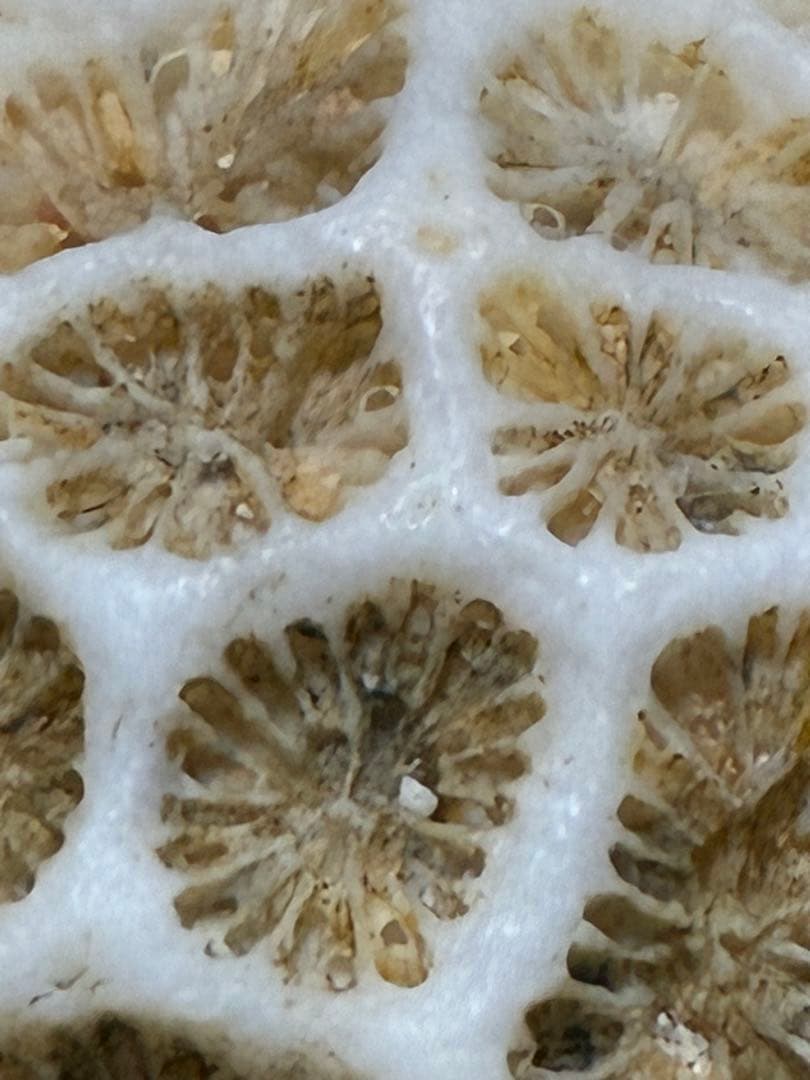 サンゴの化石 手のひらサイズ