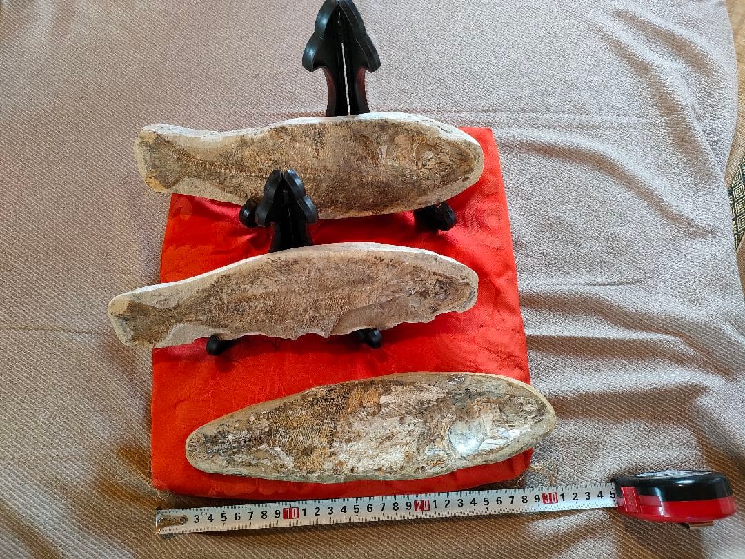 山　魚の化石三点