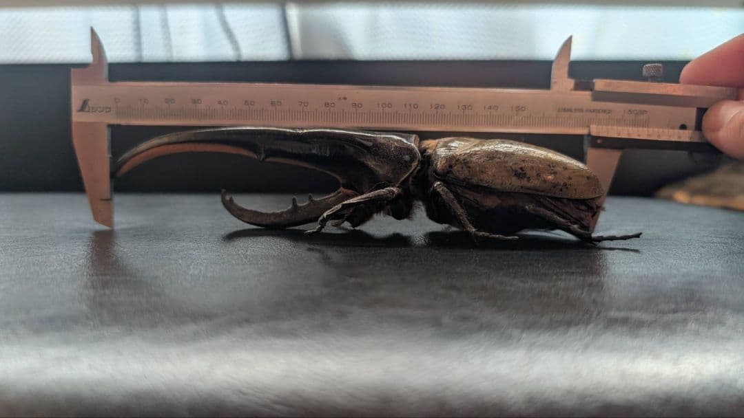 D.h. ヘラクレス　標本 max 180㎜