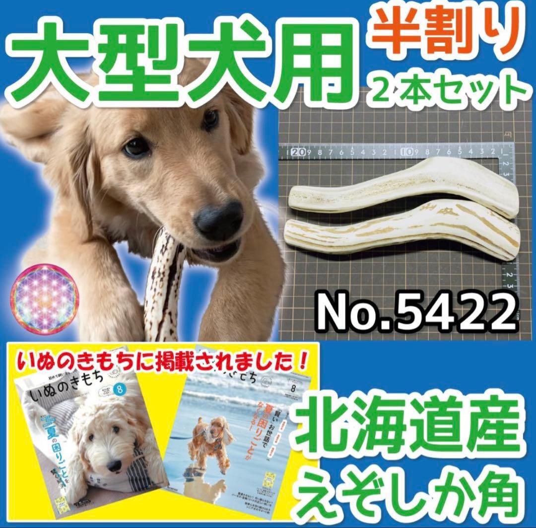 E＆R(๑•́‧̫•̀๑)♡♡　エゾシカの角