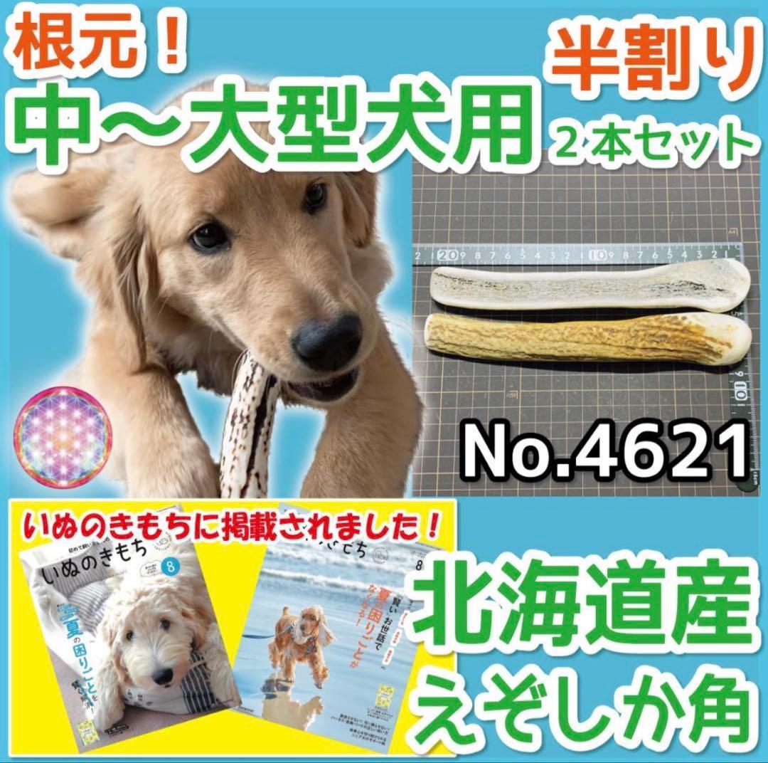 E＆R(๑•́‧̫•̀๑)♡♡　エゾシカの角