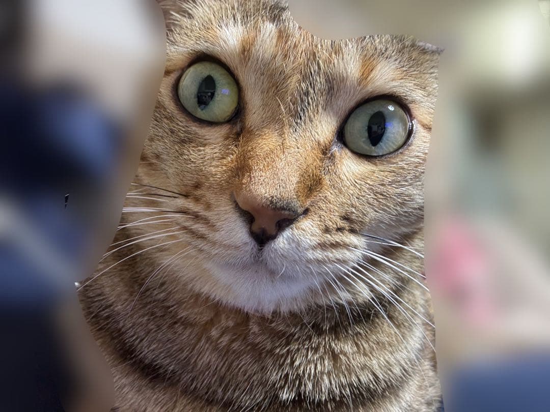 美品　iPhone 15 ブラック 128GB SIMフリー 動作良好・訳あり