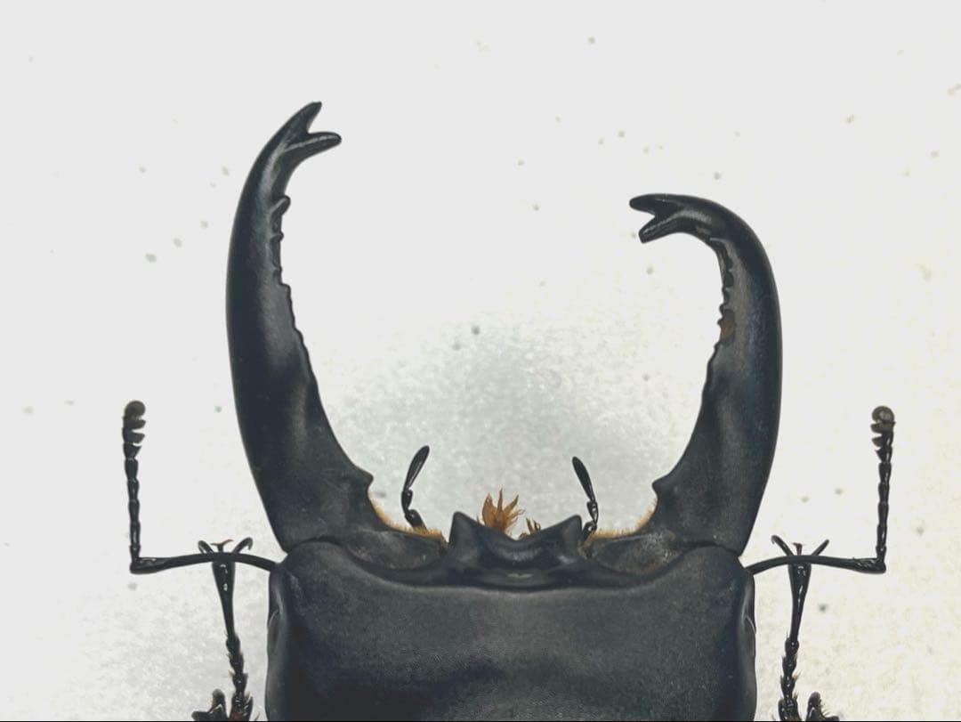 野外アルキデスヒラタクワガタ珍品