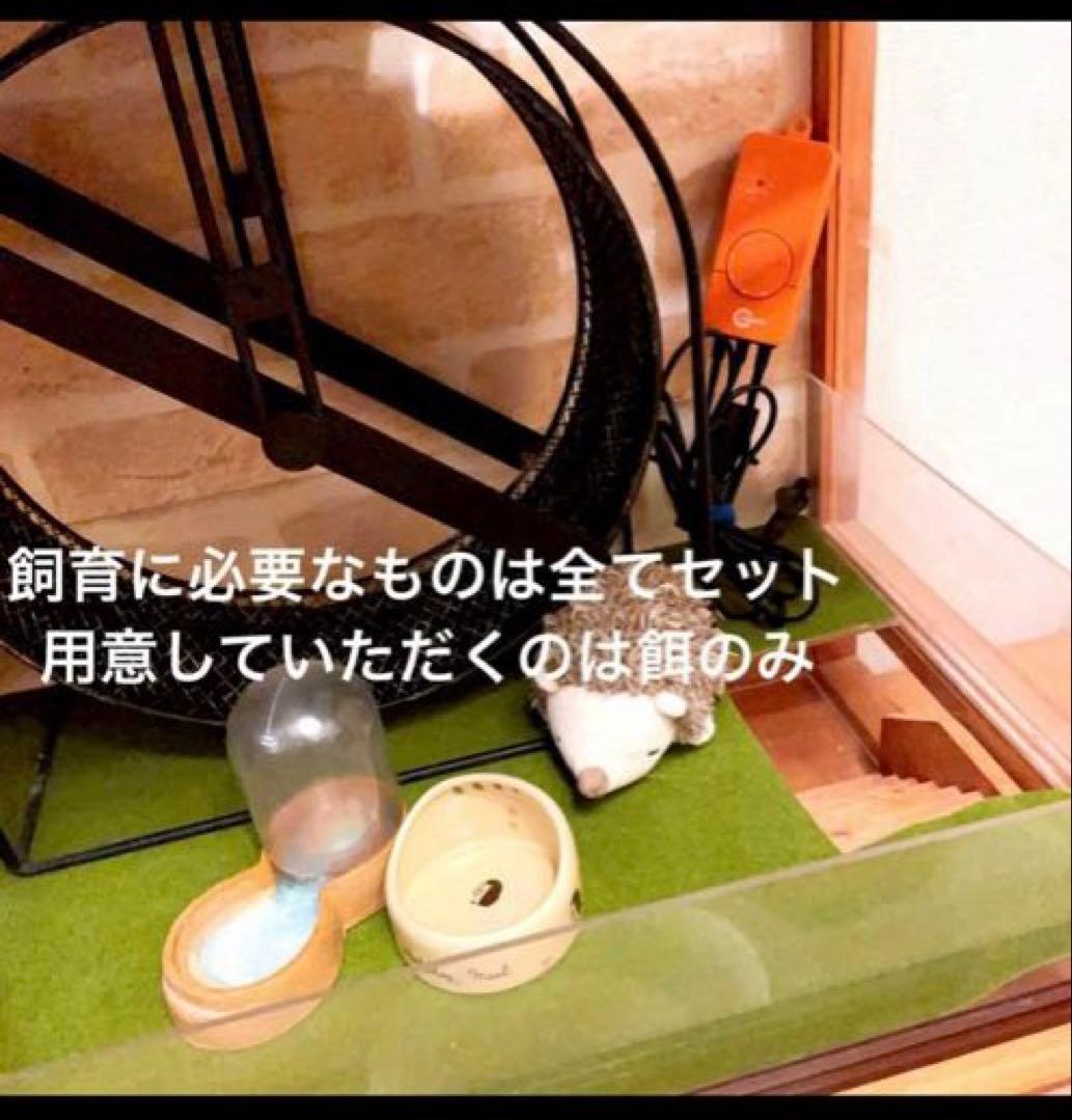 ゆこましゅ　　ハリネズミ用ケージ＆飼育に必要なもの全てセット