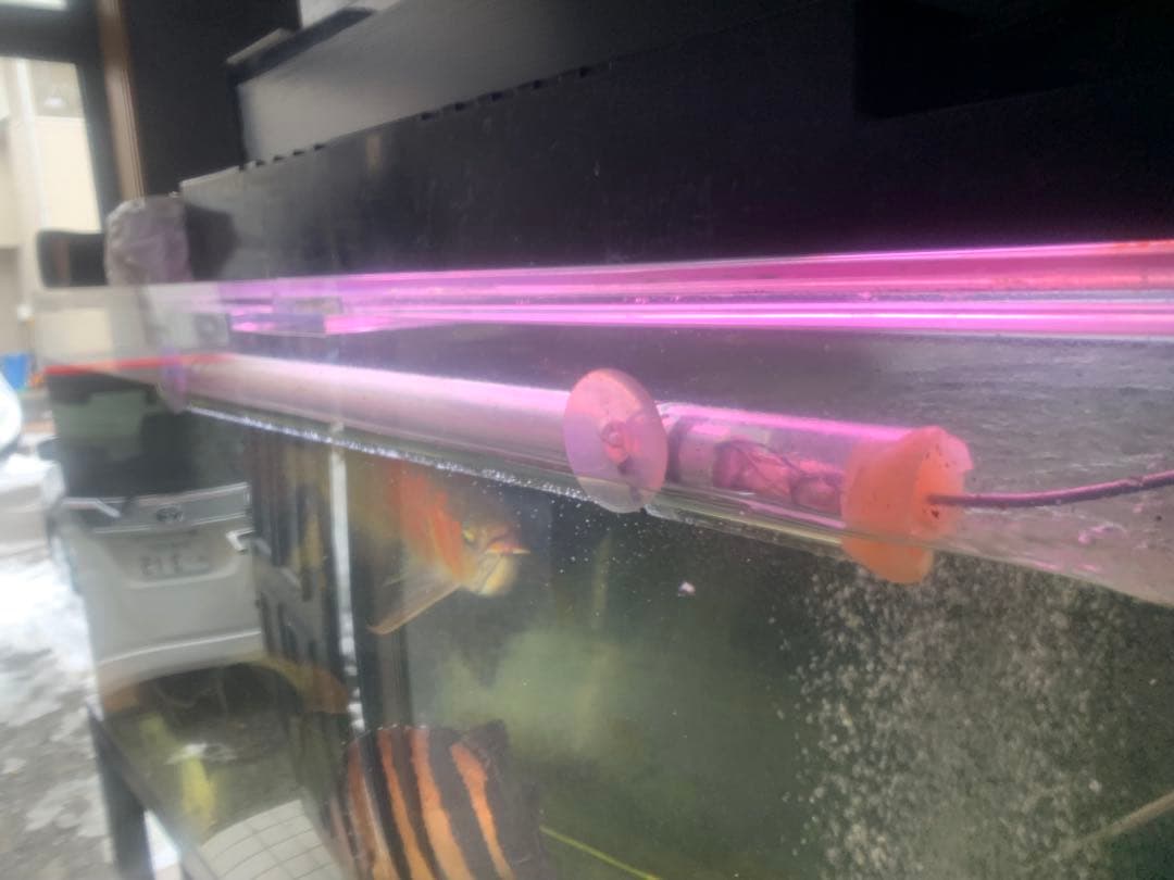 アロワナ　テンニング　水中蛍光灯