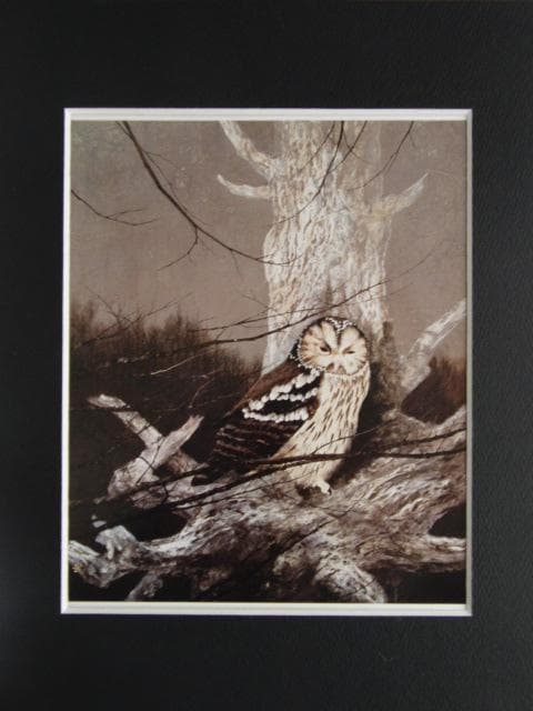 石田武、【梟】、希少な額装用画集より、新品額装付、状態良好