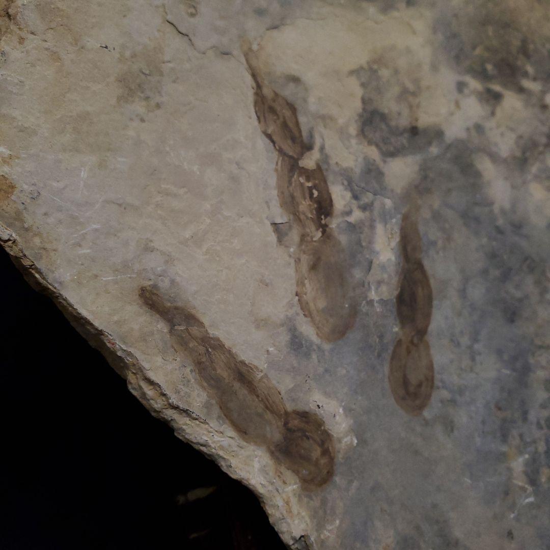 希少 グラレーター 恐竜 足跡 化石 本物 フランス産 230mm fr59