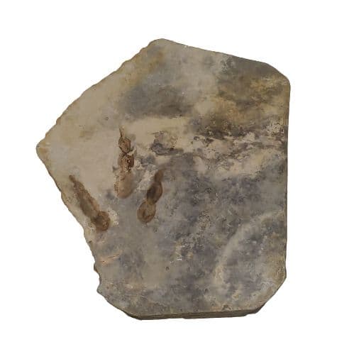 希少 グラレーター 恐竜 足跡 化石 本物 フランス産 230mm fr59