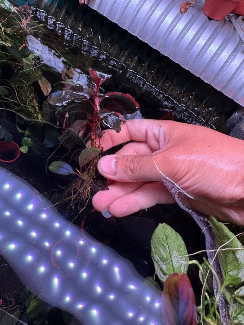 ブセファランドラsp. ファンタスティックパープル　完全水中葉　大株 子株付き