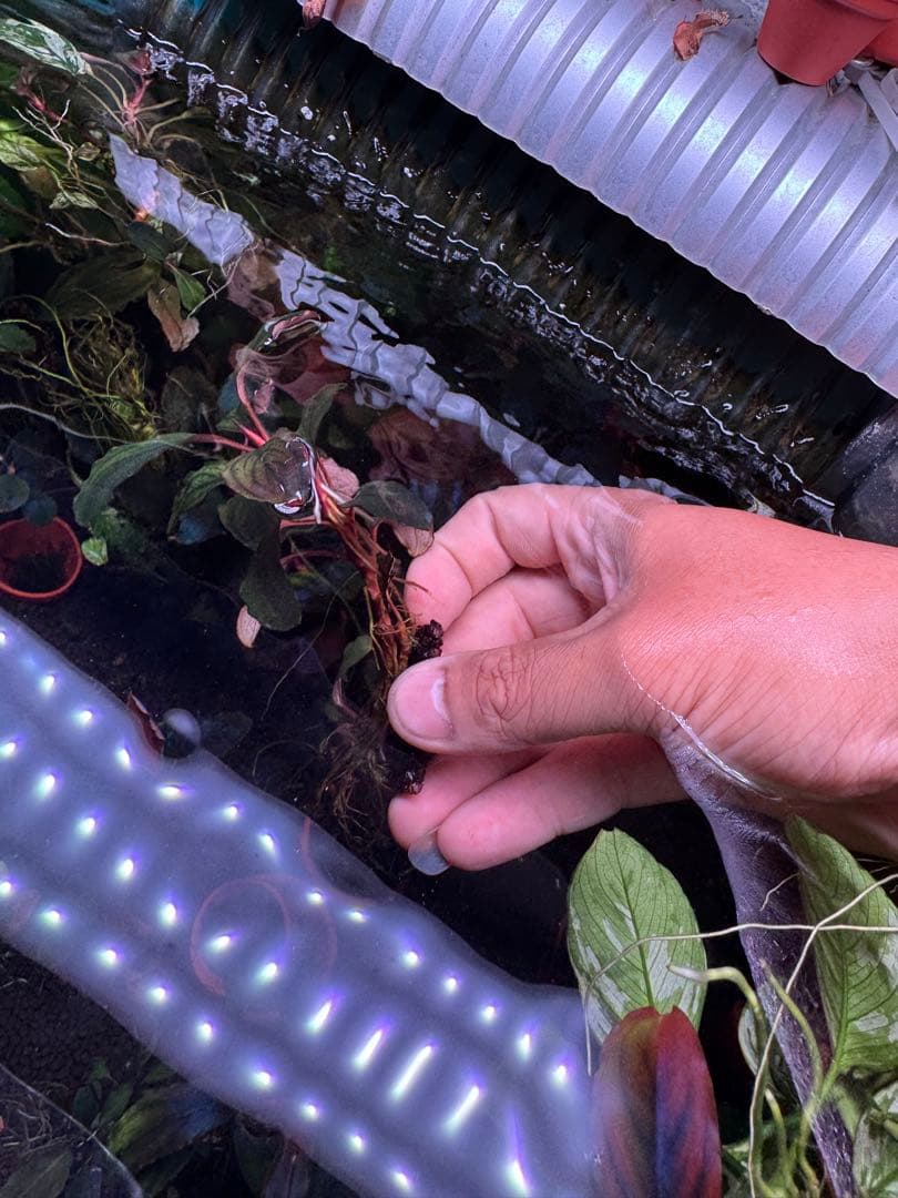 ブセファランドラsp. ファンタスティックパープル　完全水中葉　大株 子株付き