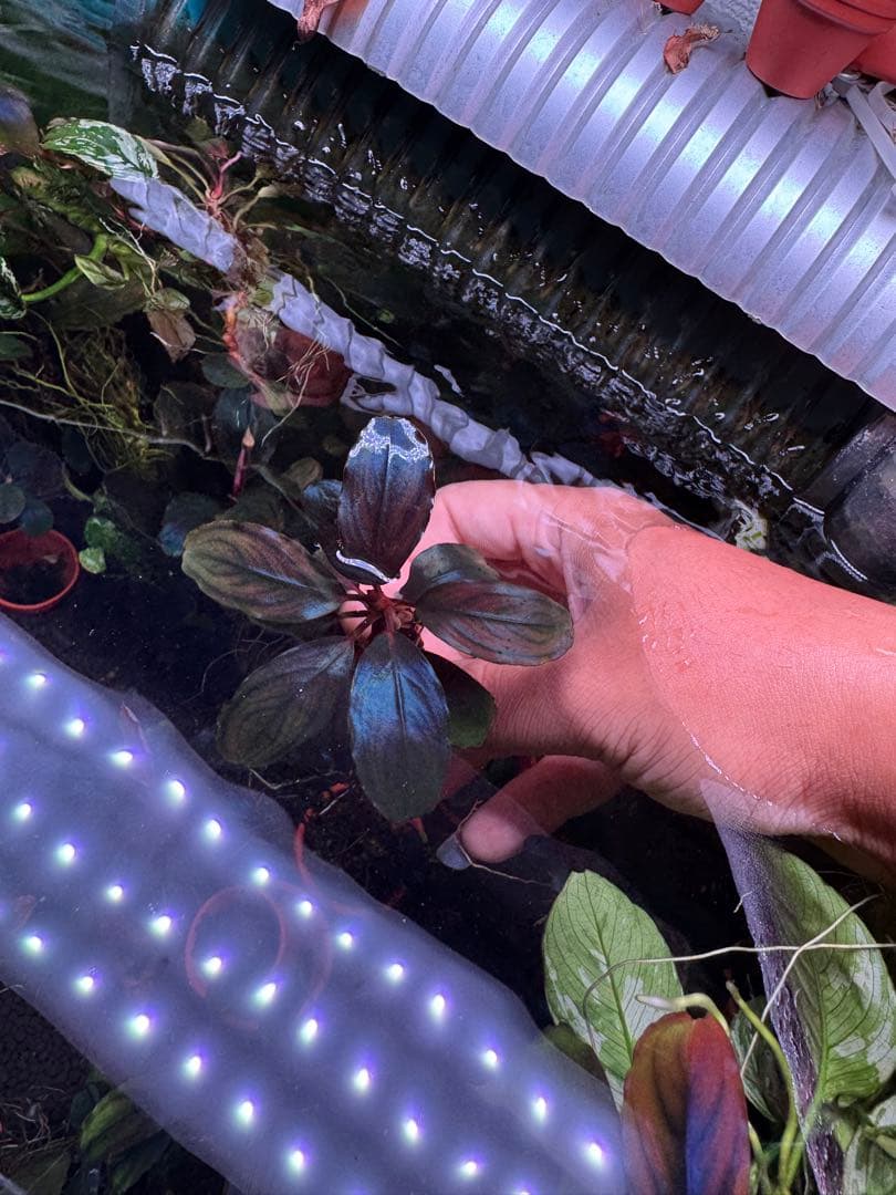 ブセファランドラsp. ファンタスティックパープル　完全水中葉　大株 子株付き