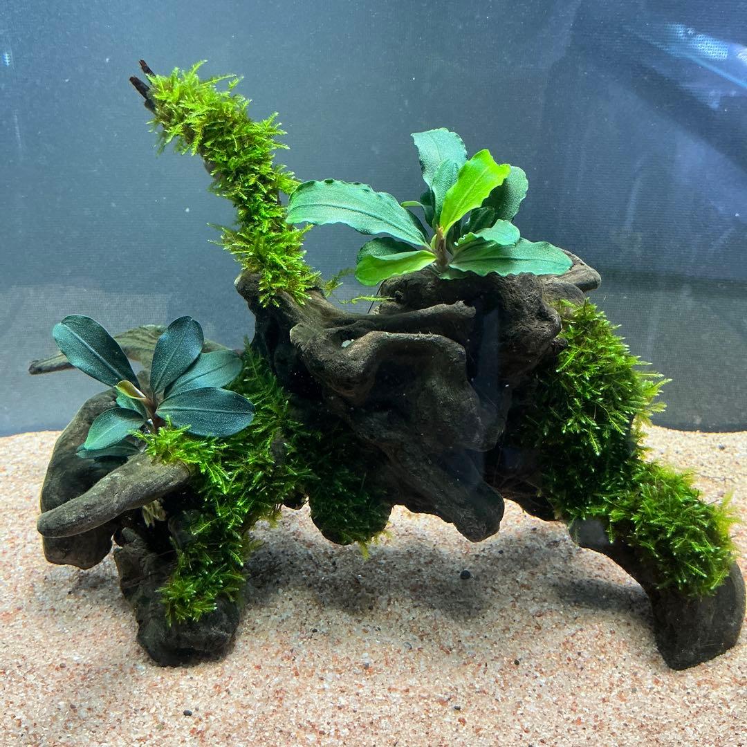 Kikurage.S様 リクエスト 2点 まとめ商品