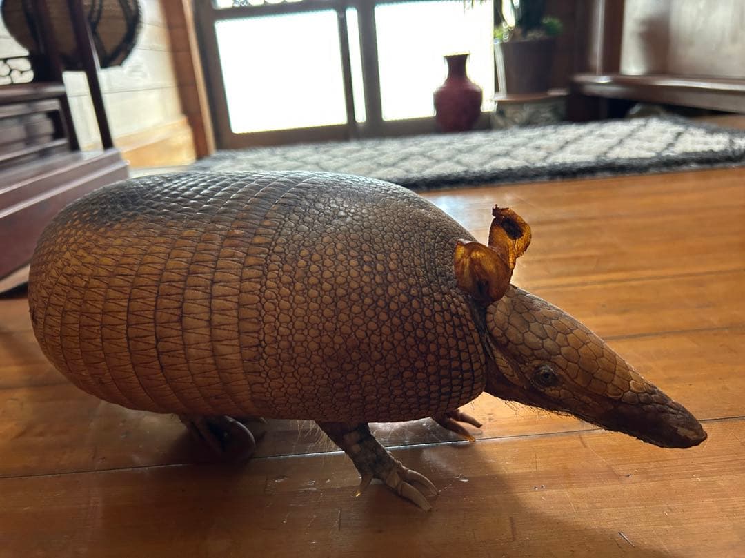 アルマジロ　剥製